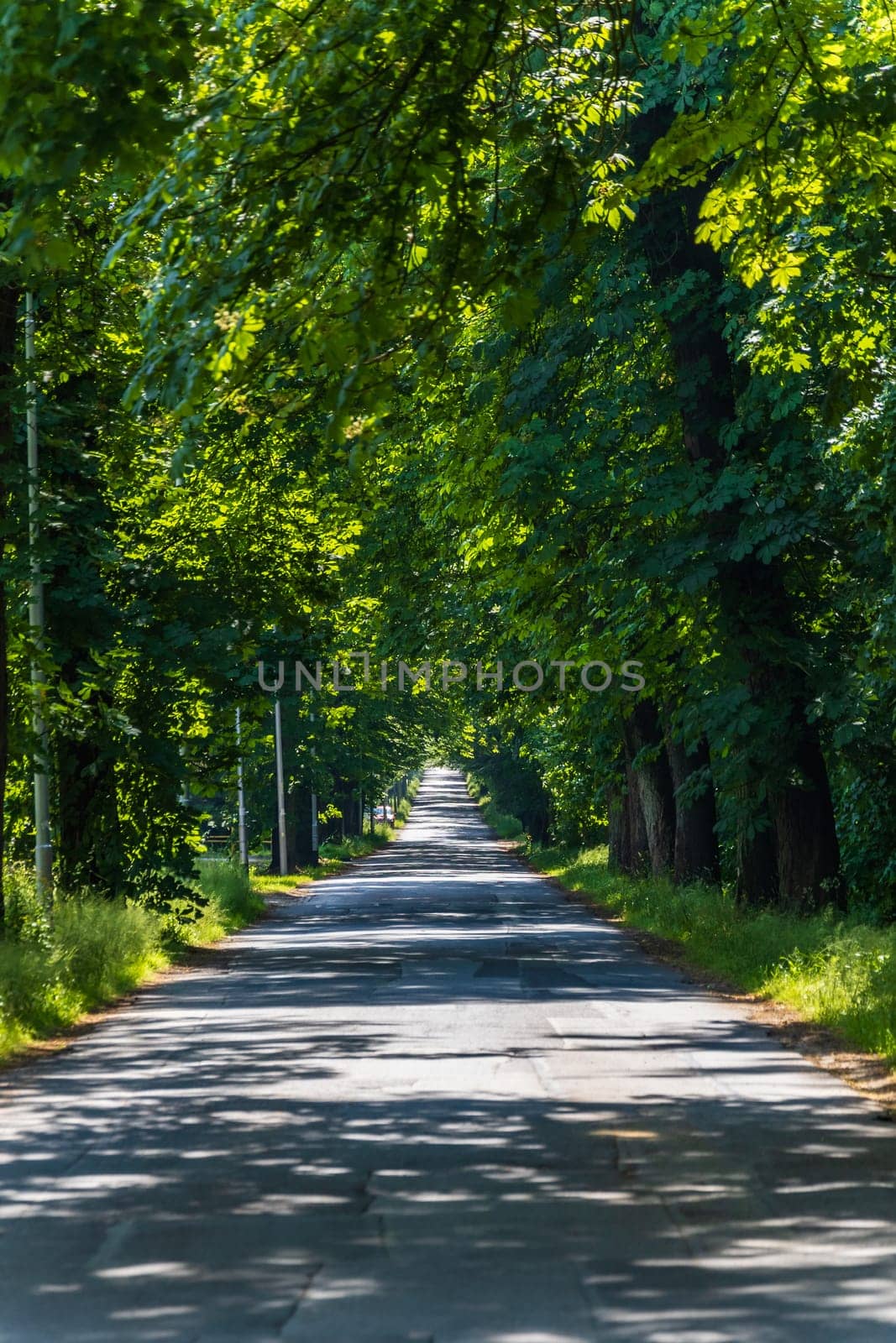 Long road with lights and shadows on it with beautiful high and old green trees on both sides by Wierzchu