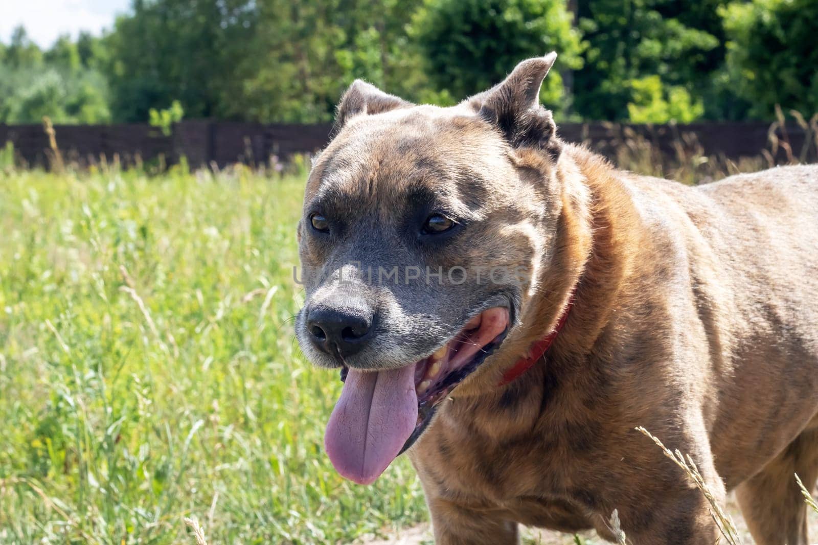 Staffordshire Terrier in the field, closeup portrait by Vera1703
