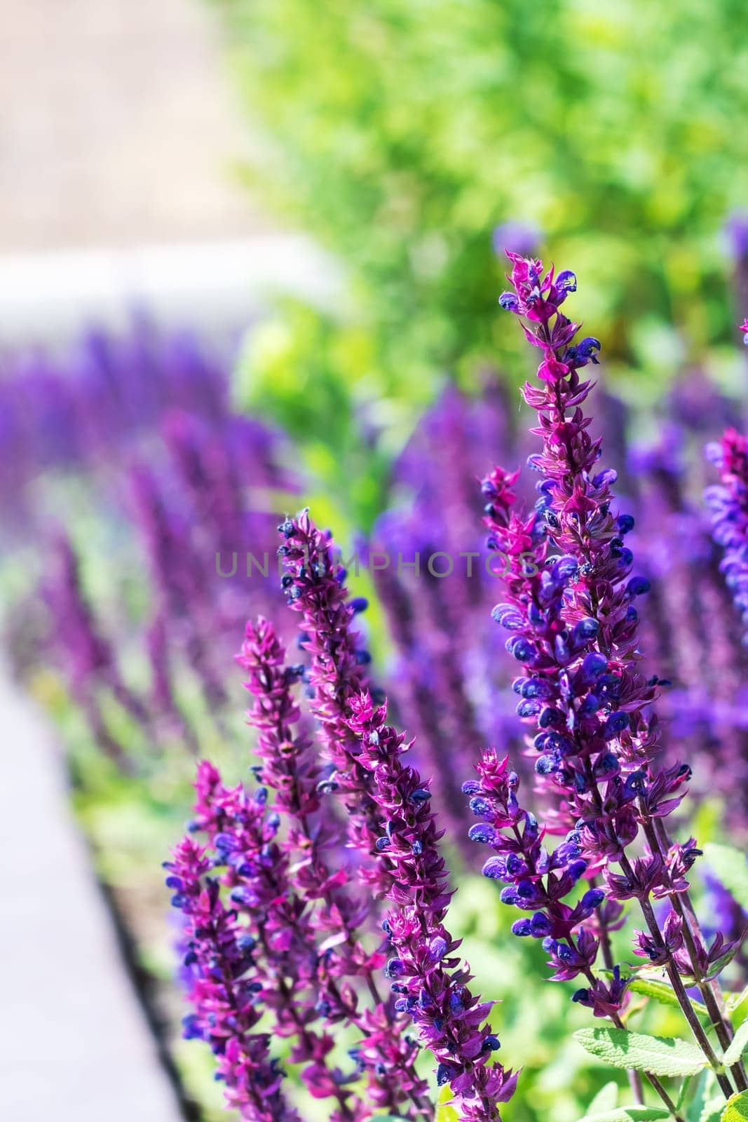 Long purple flowers in sunlight close up, natural background