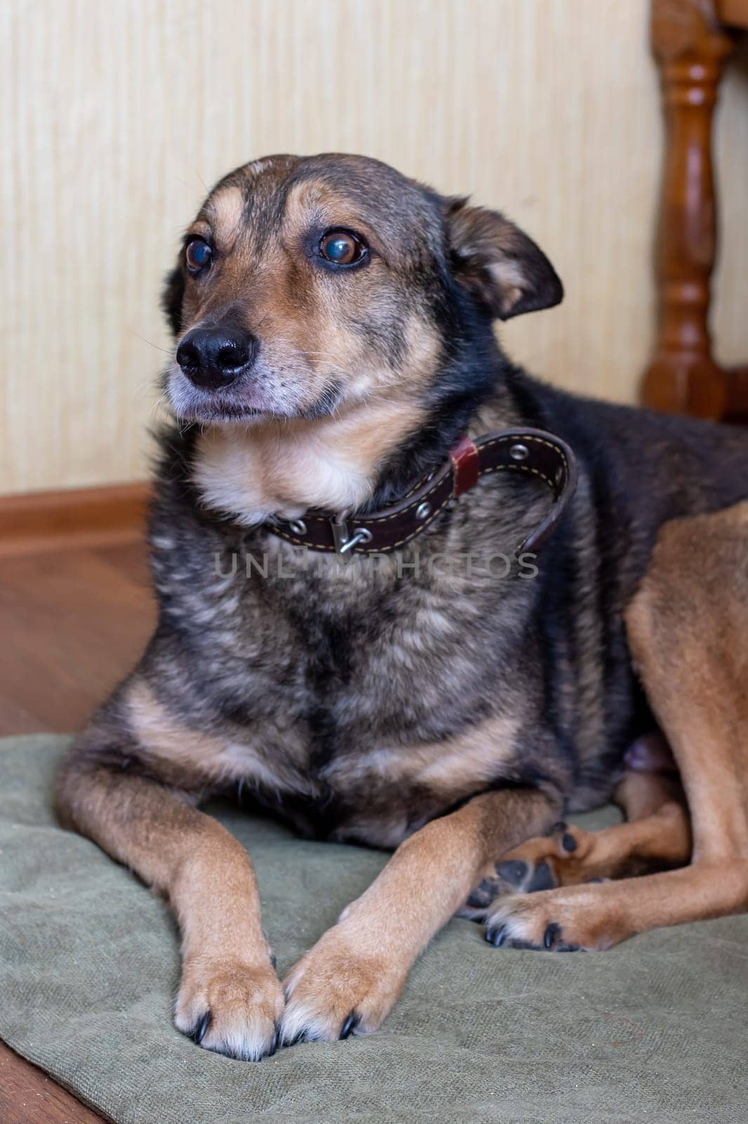 An old big dog is lying close up