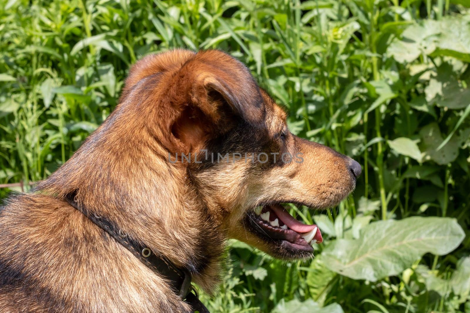 Brown dog with floppy ears close up portrait