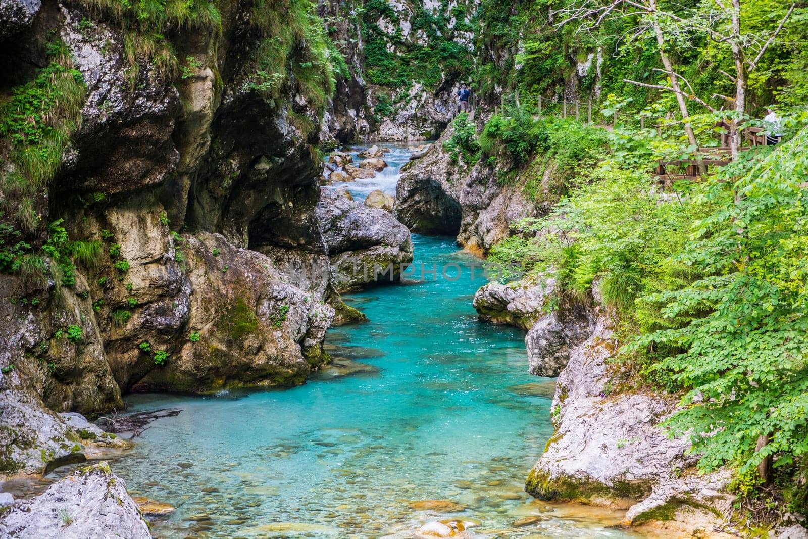 A river running through a lush green forest. Photo of a serene river flowing through a vibrant green forest