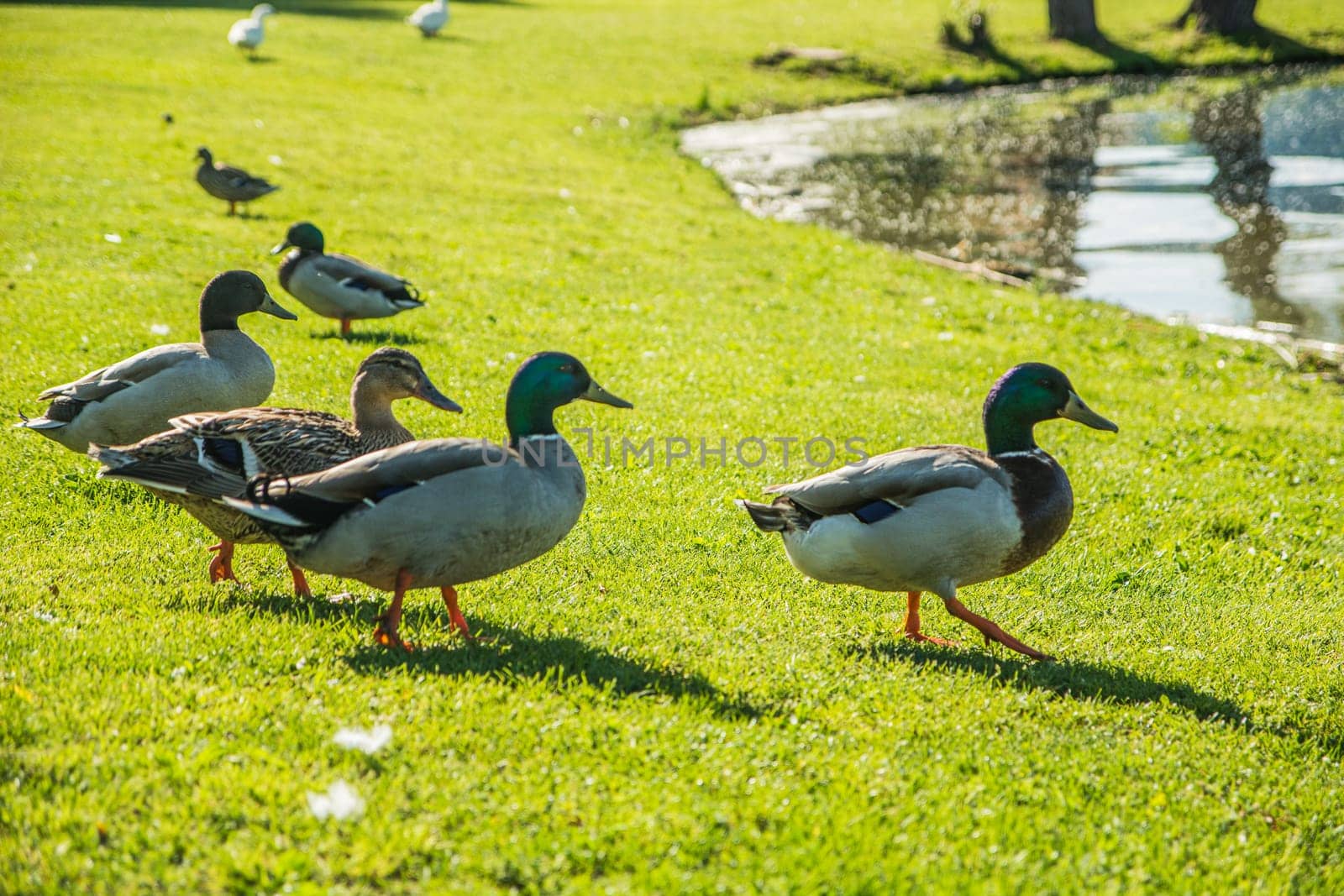 A group of ducks walking in a lush green field, next to a pond. Photo of a flock of ducks perched on a vibrant green field