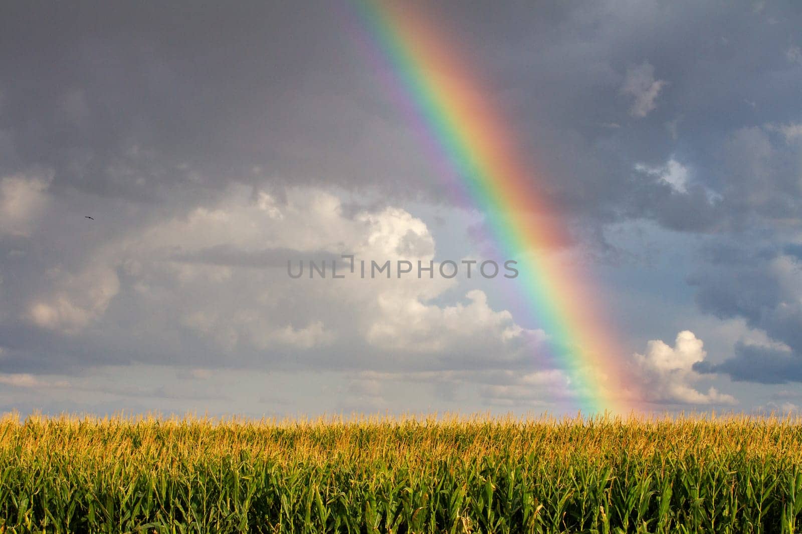 A rainbow is seen in the sky above a field of corn. The sky is cloudy and the sun is not visible