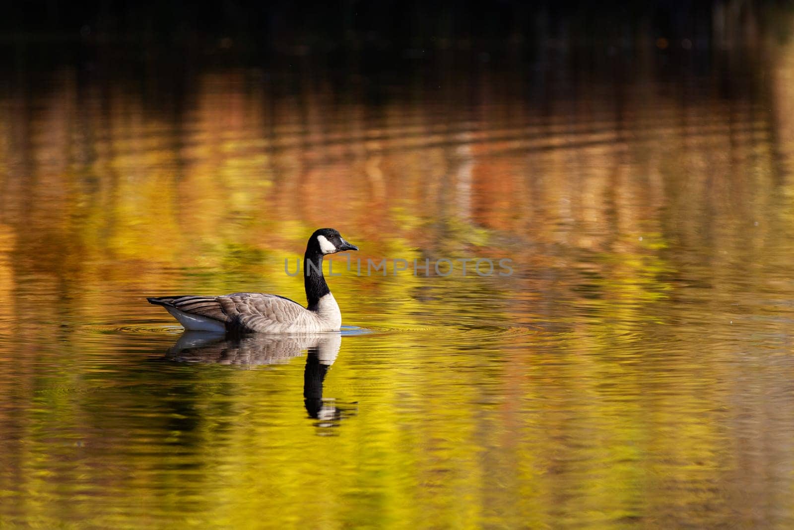 A duck is swimming in a lake with a reflection of the trees in the water. The scene is peaceful and serene