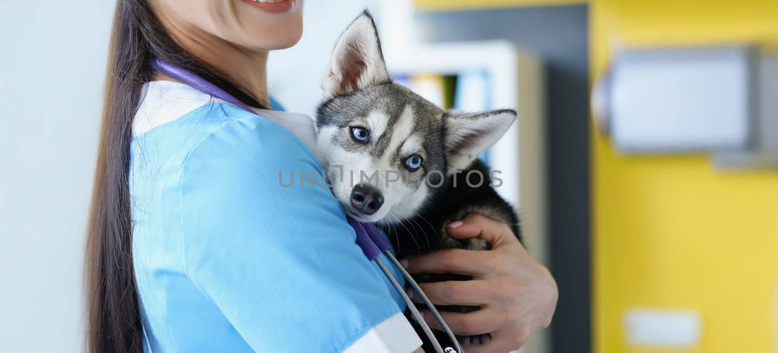 A female veterinarian is holding a cute husky puppy, close-up. Examination of a dog in a vet clinic, vaccinations for a pet