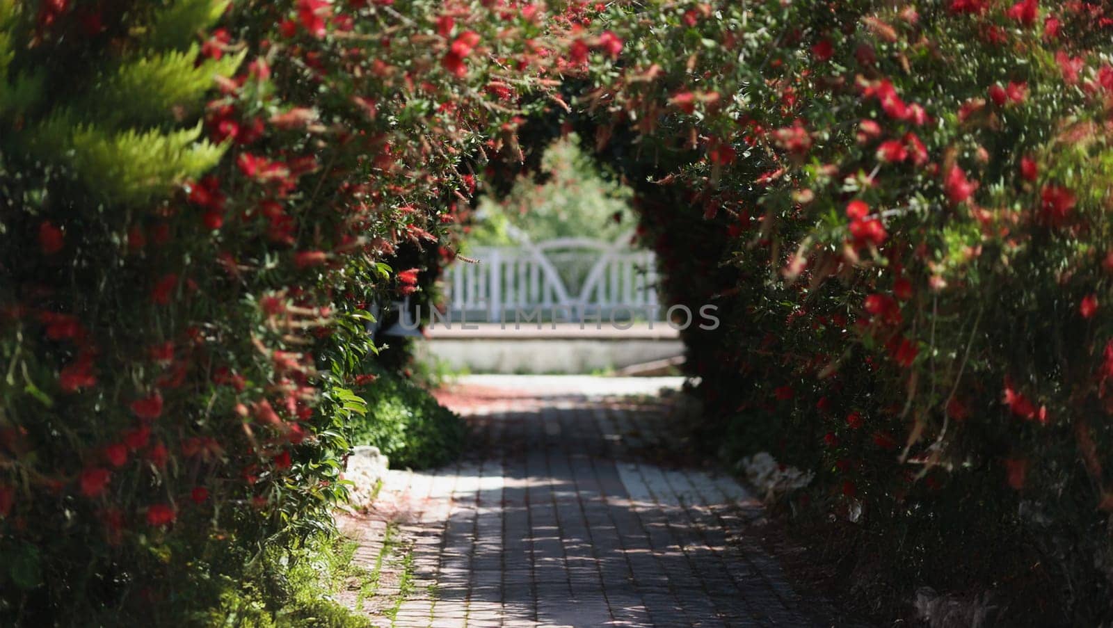 A corridor in the garden from a decorative flowering arch, close-up. Outdoor decoration made of green leaves and red flowers