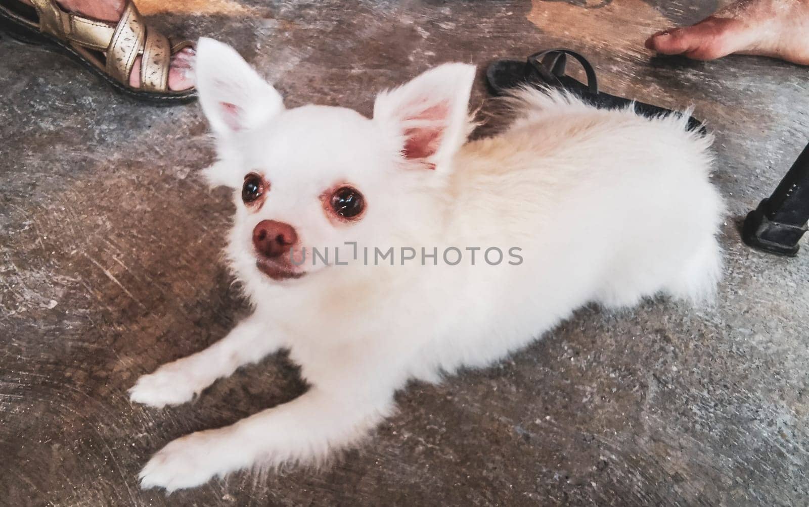 Cute little white fluffy dog wants to be petted in Puerto Morelos Quintana Roo Mexico.