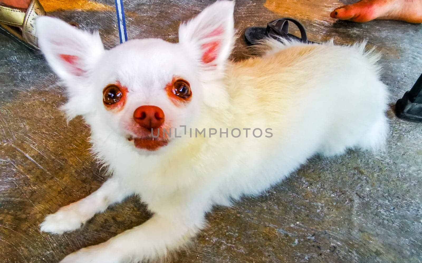 Cute little white fluffy dog wants to be petted in Puerto Morelos Quintana Roo Mexico.