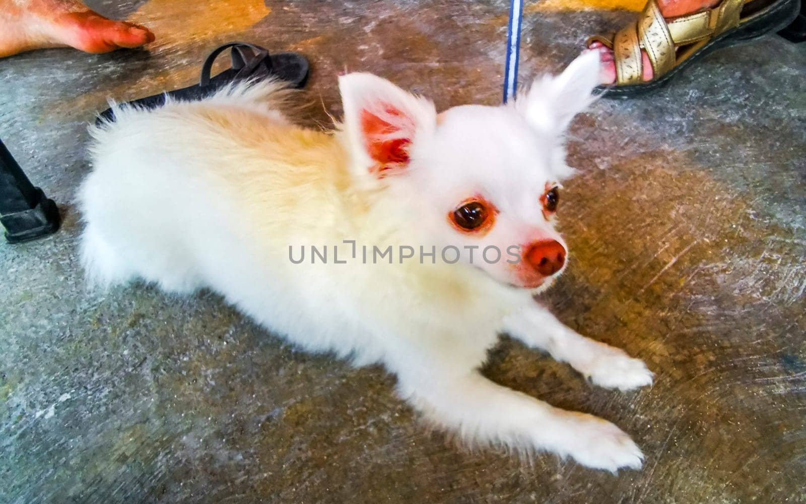 Cute little white fluffy dog wants to be petted in Puerto Morelos Quintana Roo Mexico.