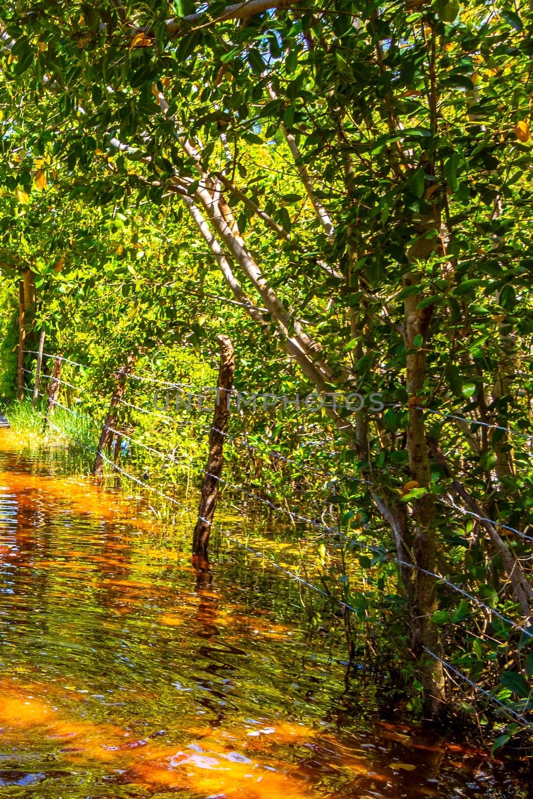 Lake river pond and tropical mangrove jungle forest in the Caribbean in Playa del Carmen Quintana Roo Mexico.