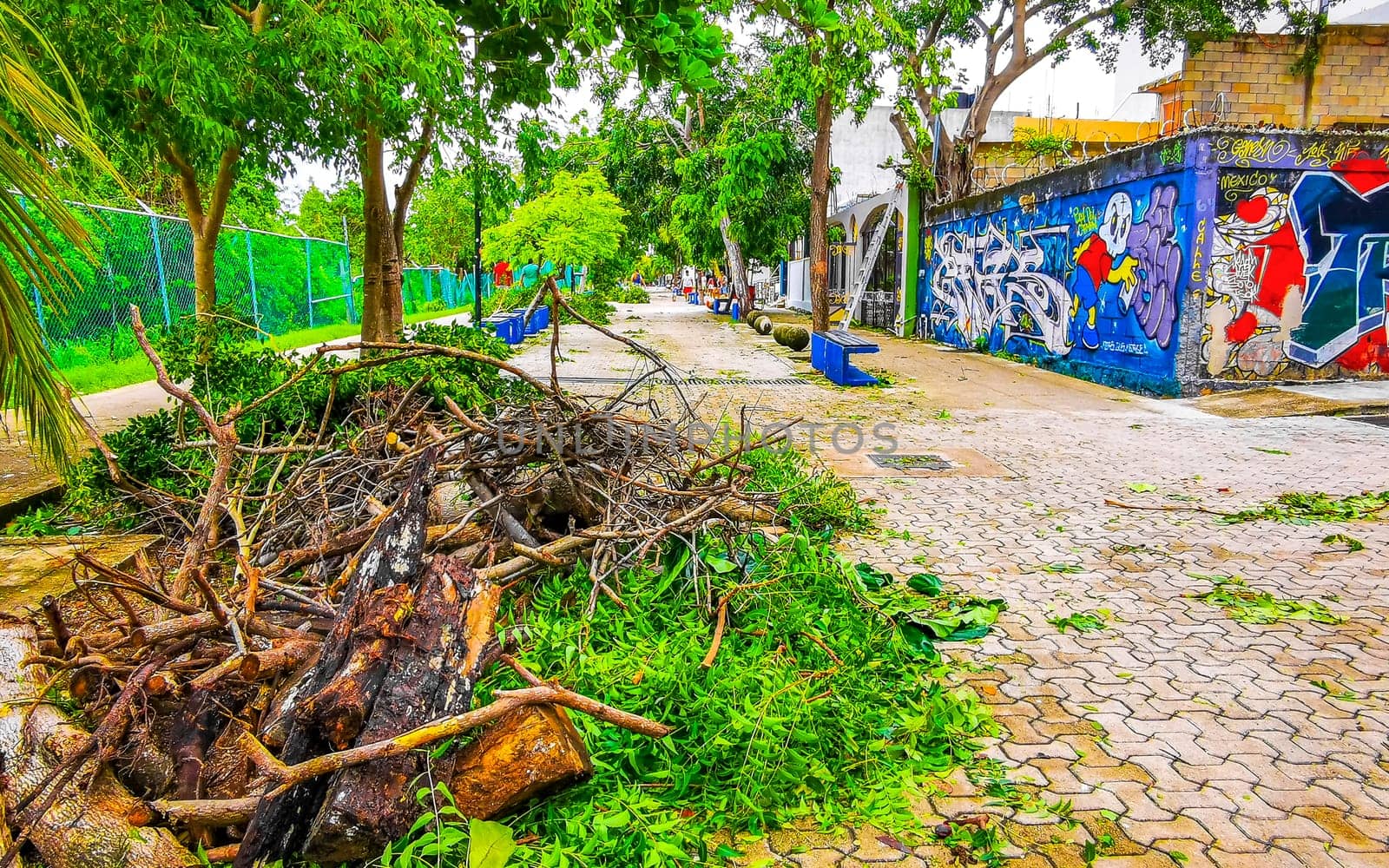 Playa del Carmen Quintana Roo Mexico 05. July 2024 Hurricane Beryl extreme wind storm and thunderstorms causing destruction and devastation broken trees palm trees streets cars roofs houses.