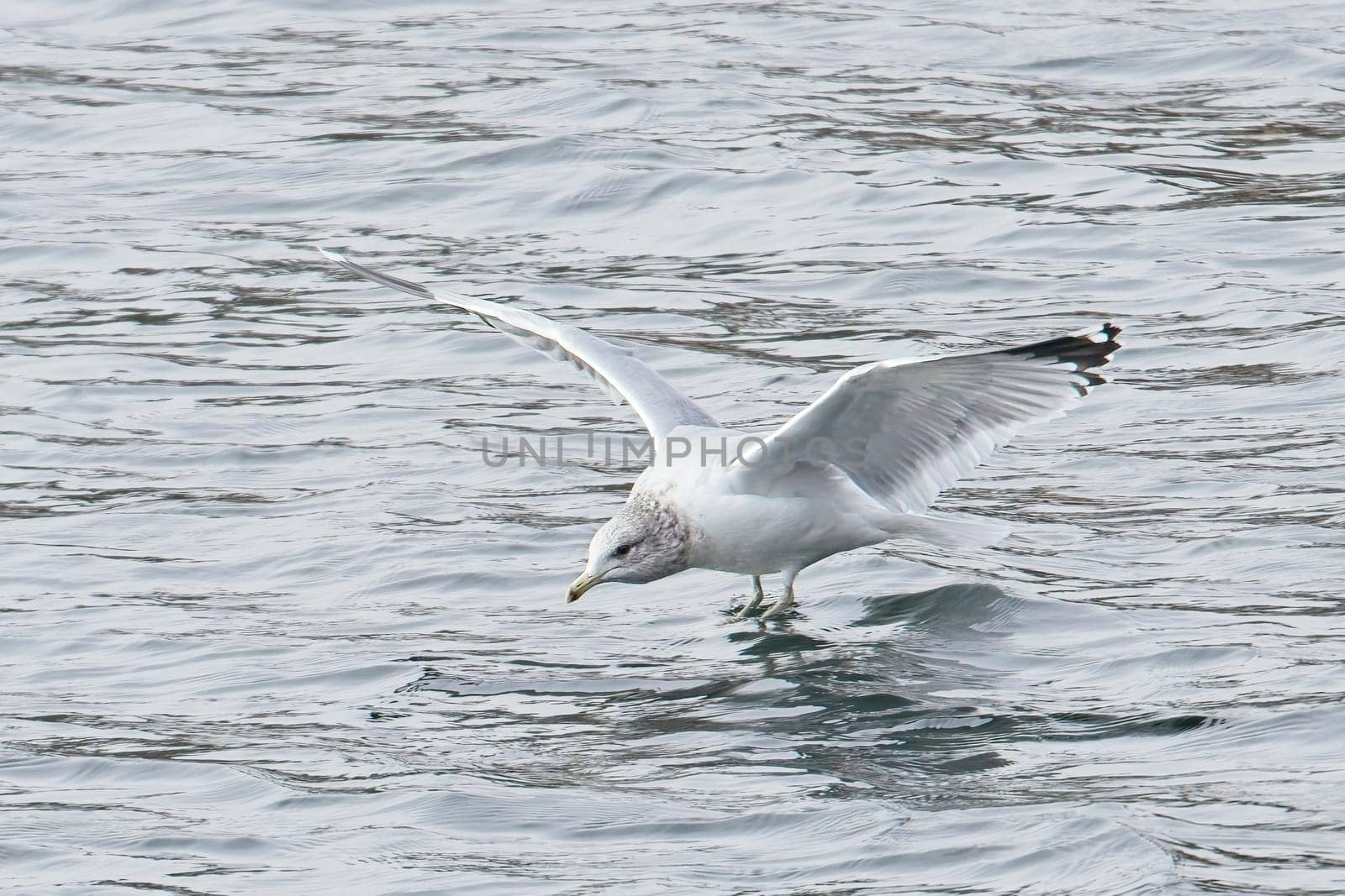 A common seagull flies just above the water at a lake in north Idaho.