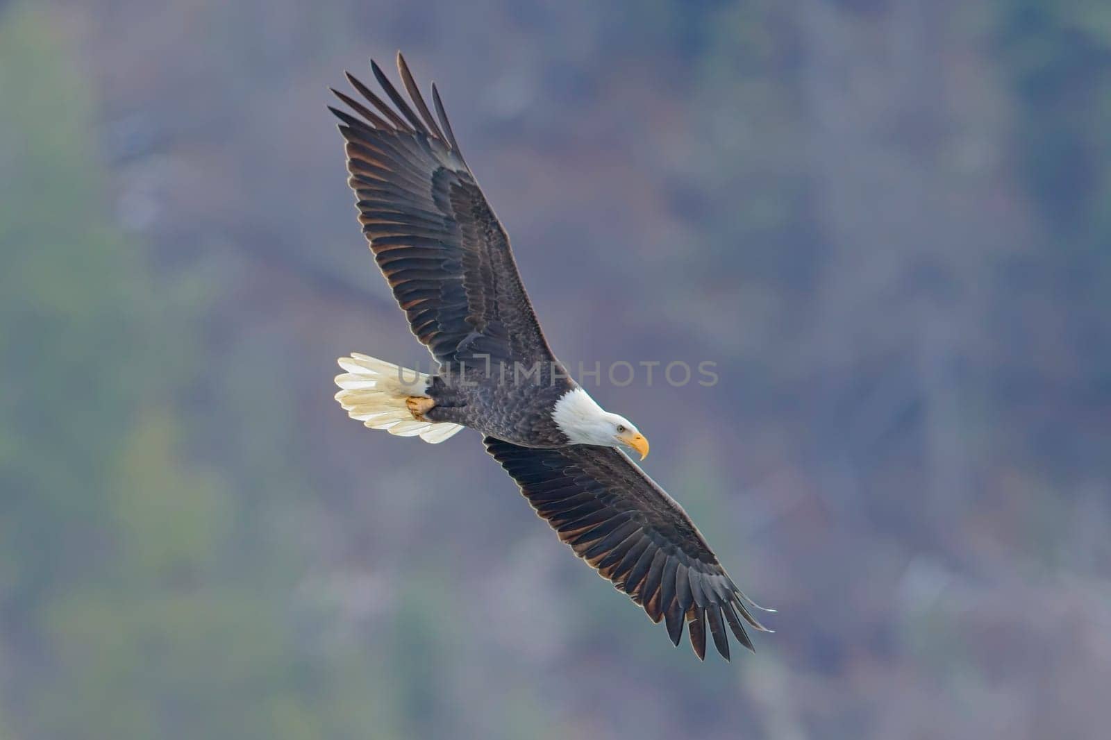 An american bald eagle soars low in the sky in north Idaho.