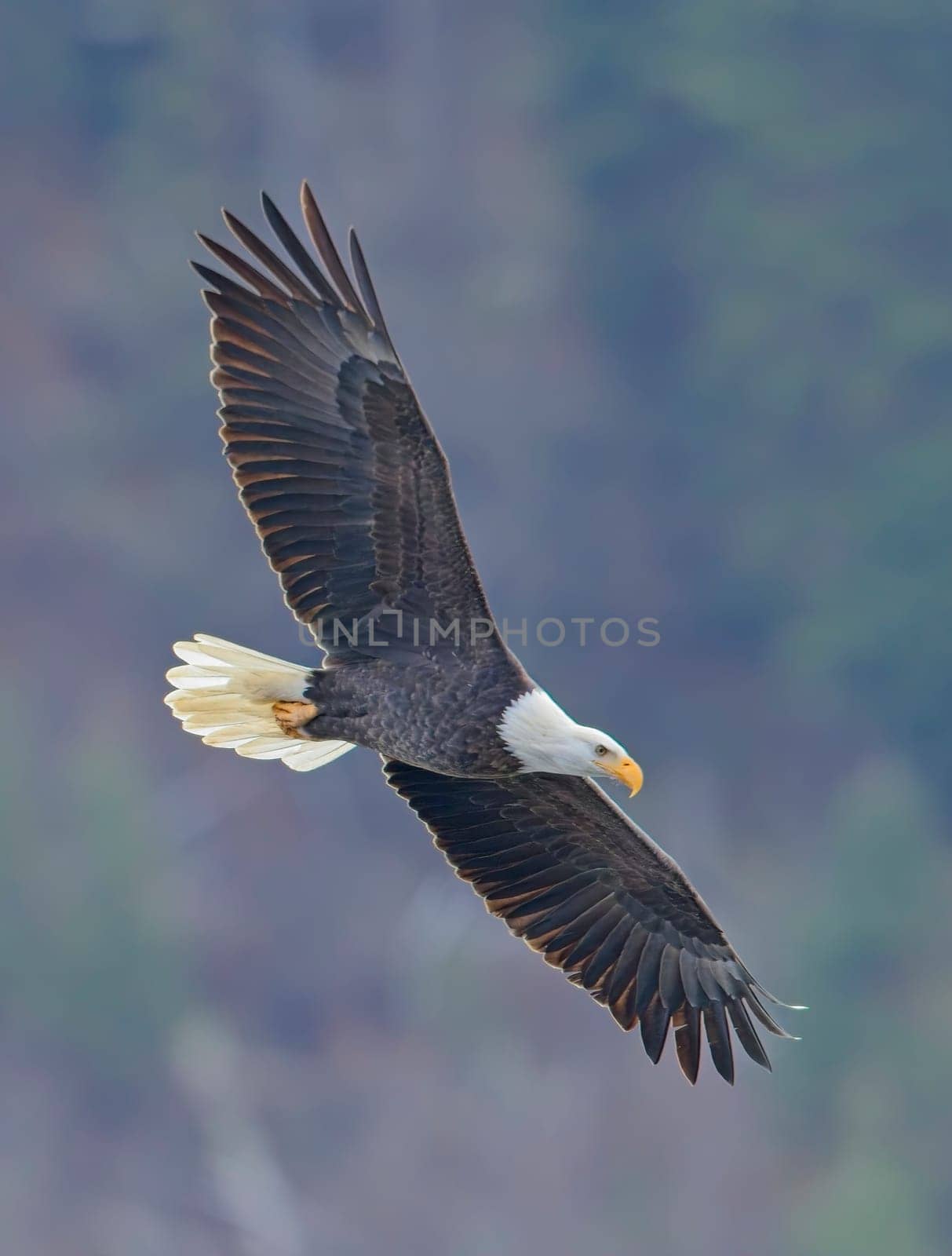 An american bald eagle soars low in the sky in north Idaho.