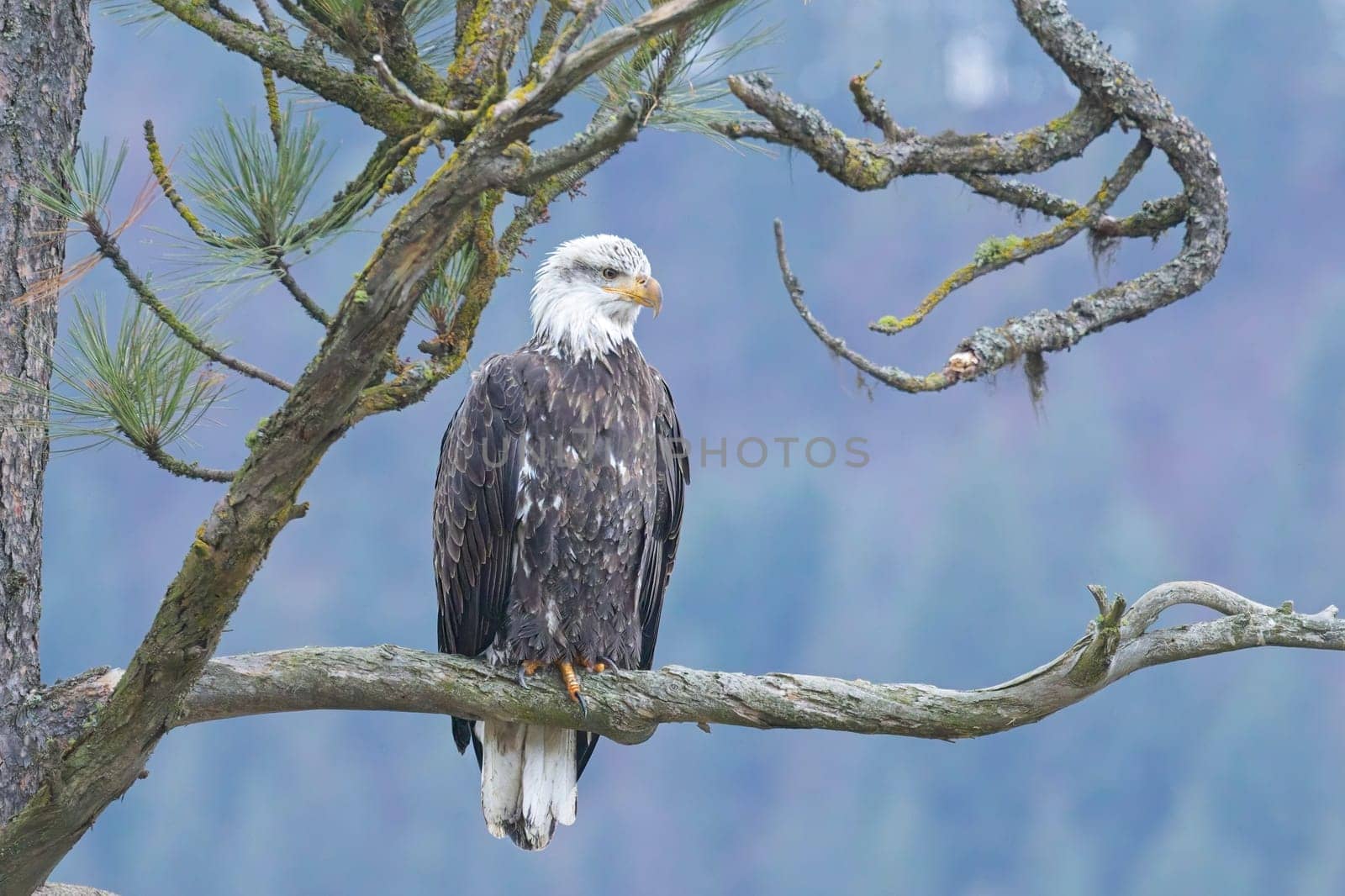 An American bald eagle is perched on a branch in north Idaho.