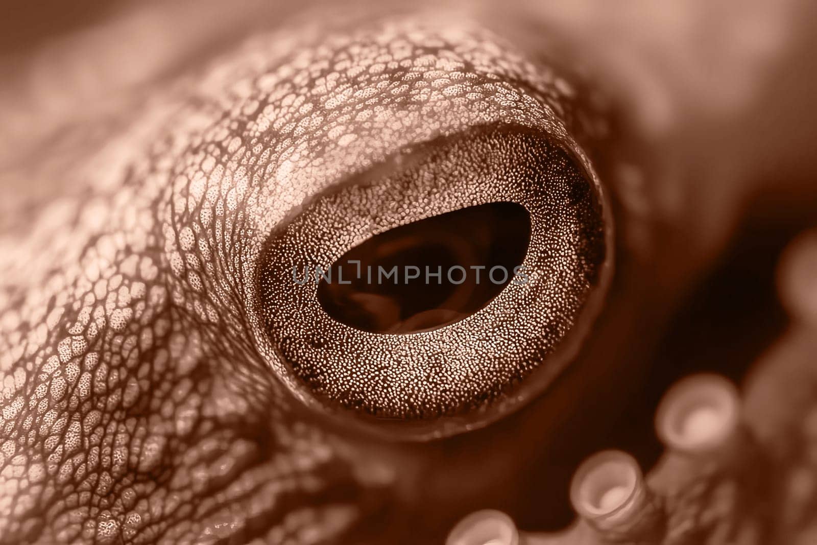 Close-up of octopus eye in mocha mousse. Color of the year 2025. Underwater world.