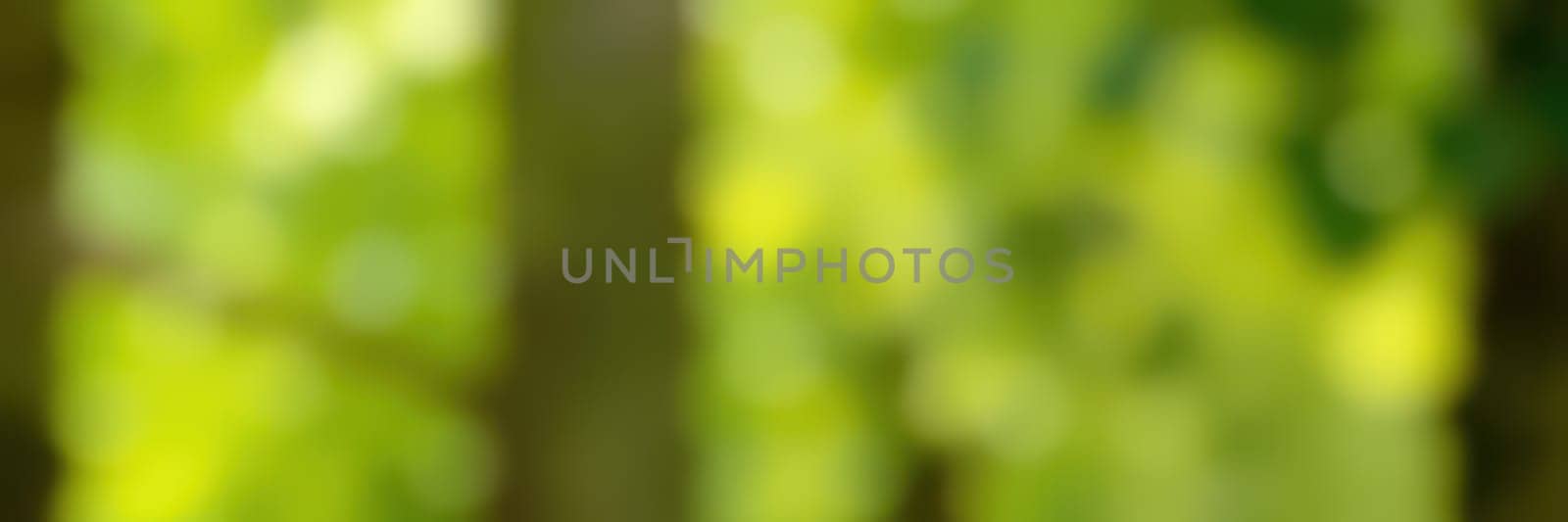 Sunlight streams through a dense canopy of leaves, creating a soft blend of green and yellow tones, showcasing the tranquility of a peaceful forest setting.