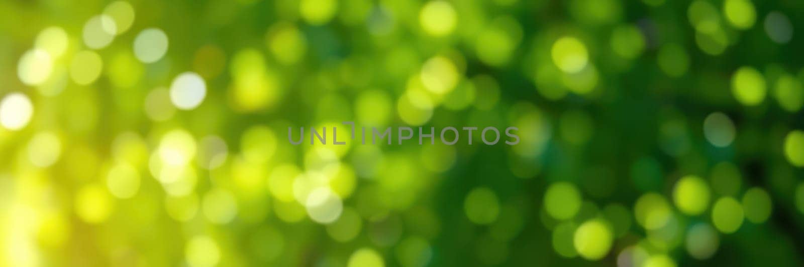 Sunlight softly filters through a lush canopy of green leaves, creating a serene atmosphere filled with light and gentle bokeh effects. The scene captures the beauty of nature.
