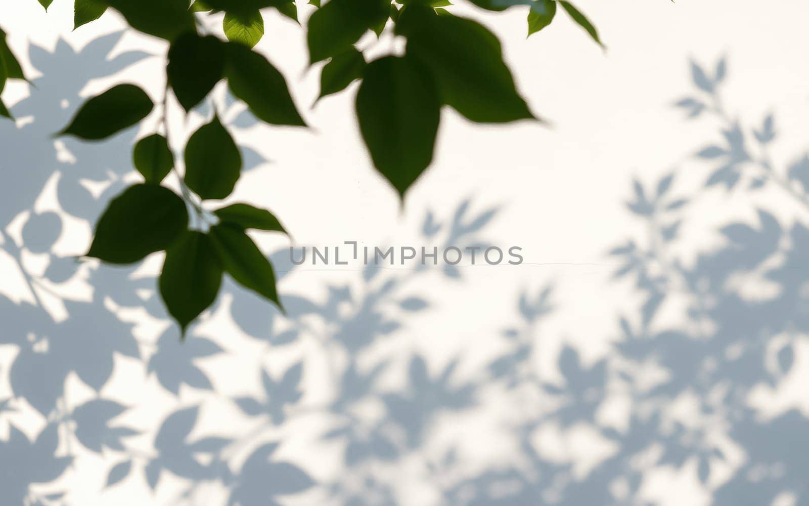 Leaves cast intricate shadows on a plain white wall, creating a serene visual interplay between light and dark during a sunny day in an outdoor setting.