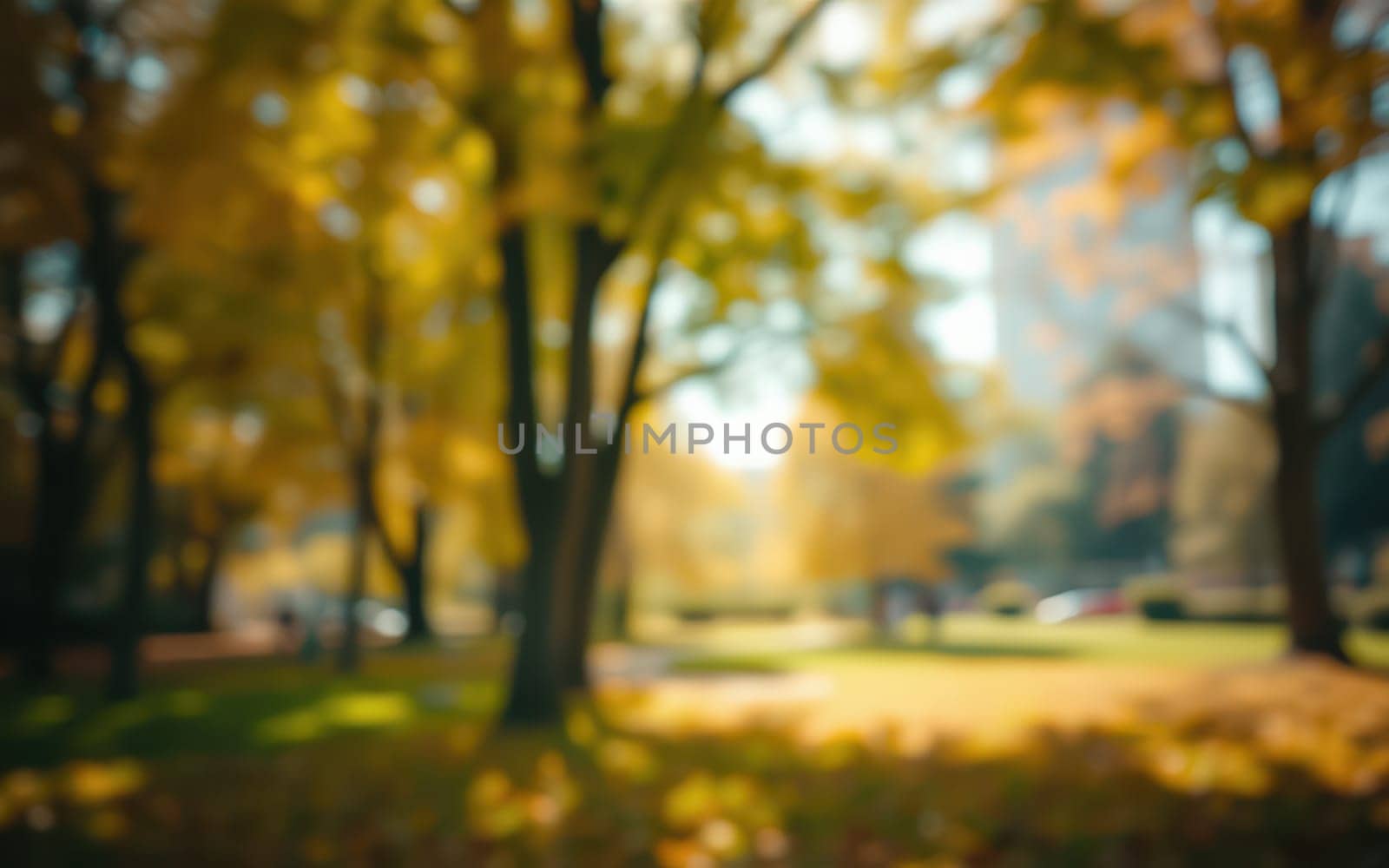 Bright yellow and orange leaves cover the ground in a peaceful park during autumn. Sunlight filters through the trees, creating a warm atmosphere.