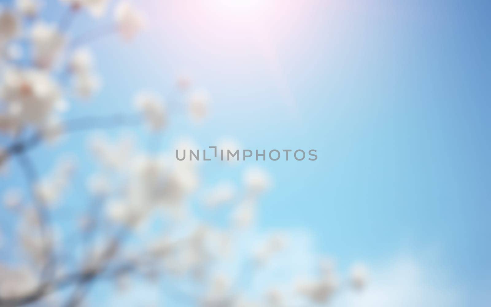 Delicate white blossoms gently sway against a vibrant blue sky illuminated by bright sunlight, showcasing a serene springtime atmosphere.