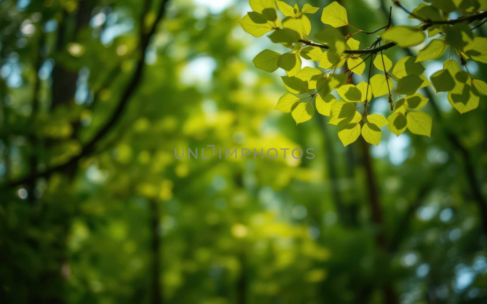Bright green leaves catch the sunlight in a tranquil forest setting, creating a serene atmosphere in the fresh spring air, inviting exploration and relaxation.