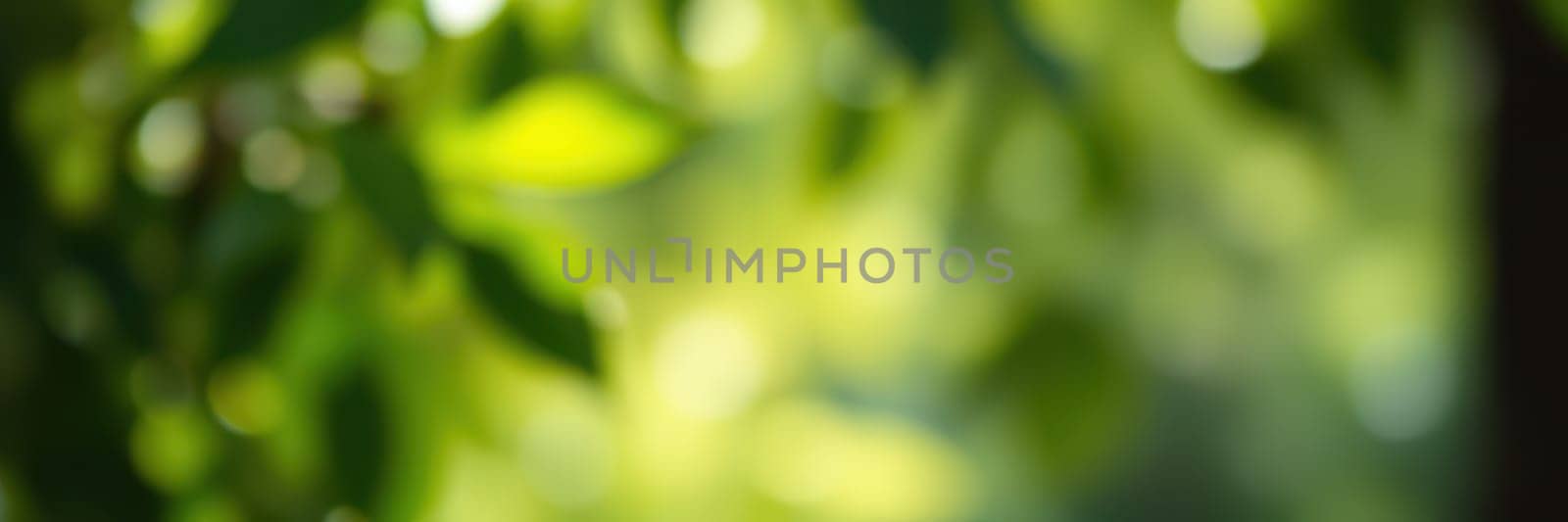 Sunlight filters through vibrant green leaves in a forest, creating a beautiful, serene atmosphere during the early morning hours, highlighting nature's beauty.