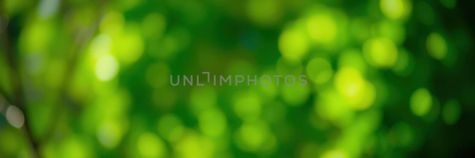 Lush green foliage creates a stunning bokeh effect, capturing the tranquility of nature. Sunlight filters through leaves, giving a serene feel of the outdoors in spring season.