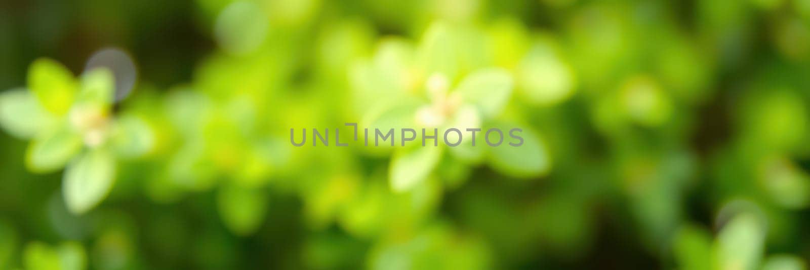 Sunlight filters through a dense canopy of green leaves, showcasing the delicate beauty of nature in a peaceful garden setting on a bright day.