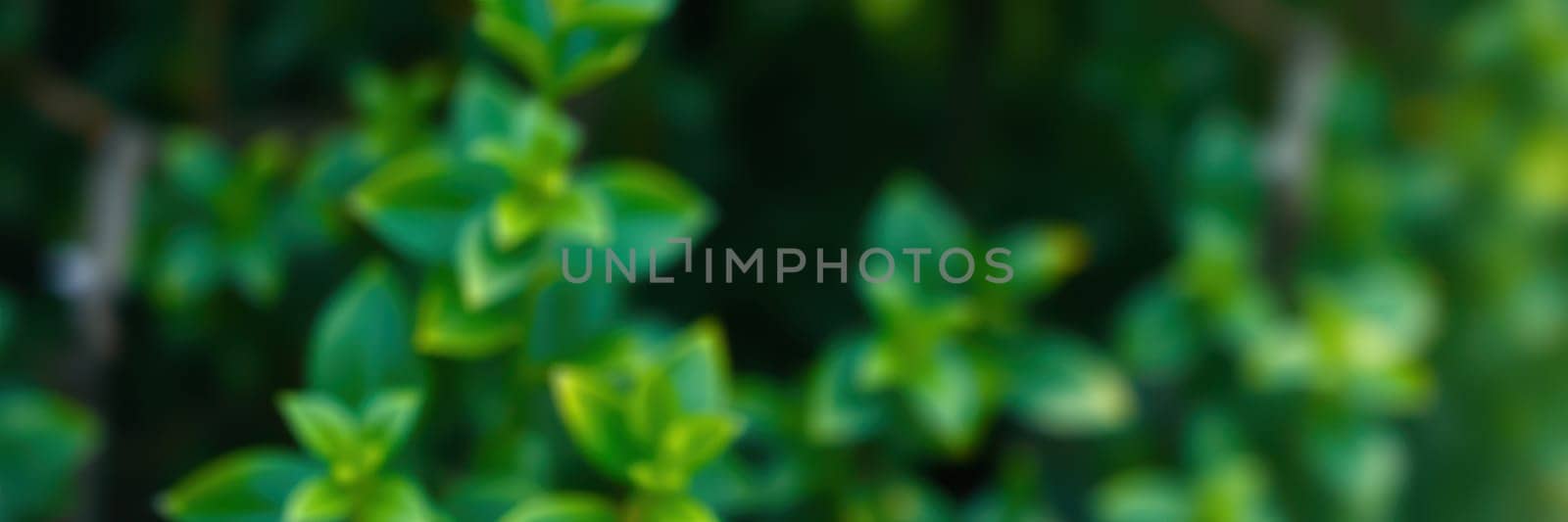 Rich green leaves shimmer under warm sunlight, creating a soothing ambiance in a serene garden. Soft focus highlights the vivid hues of nature, evoking peace and tranquility.