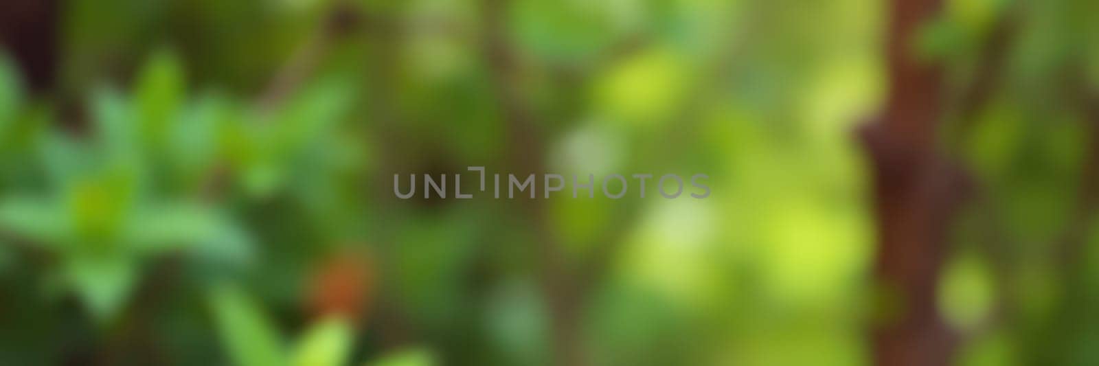 Vibrant green leaves fill the garden, showcasing nature's beauty under the warm sunlight. The scene exudes tranquility, inviting peaceful moments outside.