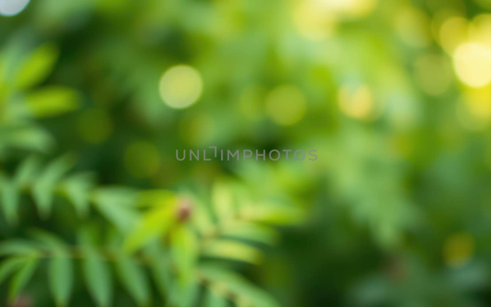 Lush green leaves create a rich tapestry in a natural environment. Soft sunlight filters through, casting gentle hues and enhancing the tranquility of the scene.