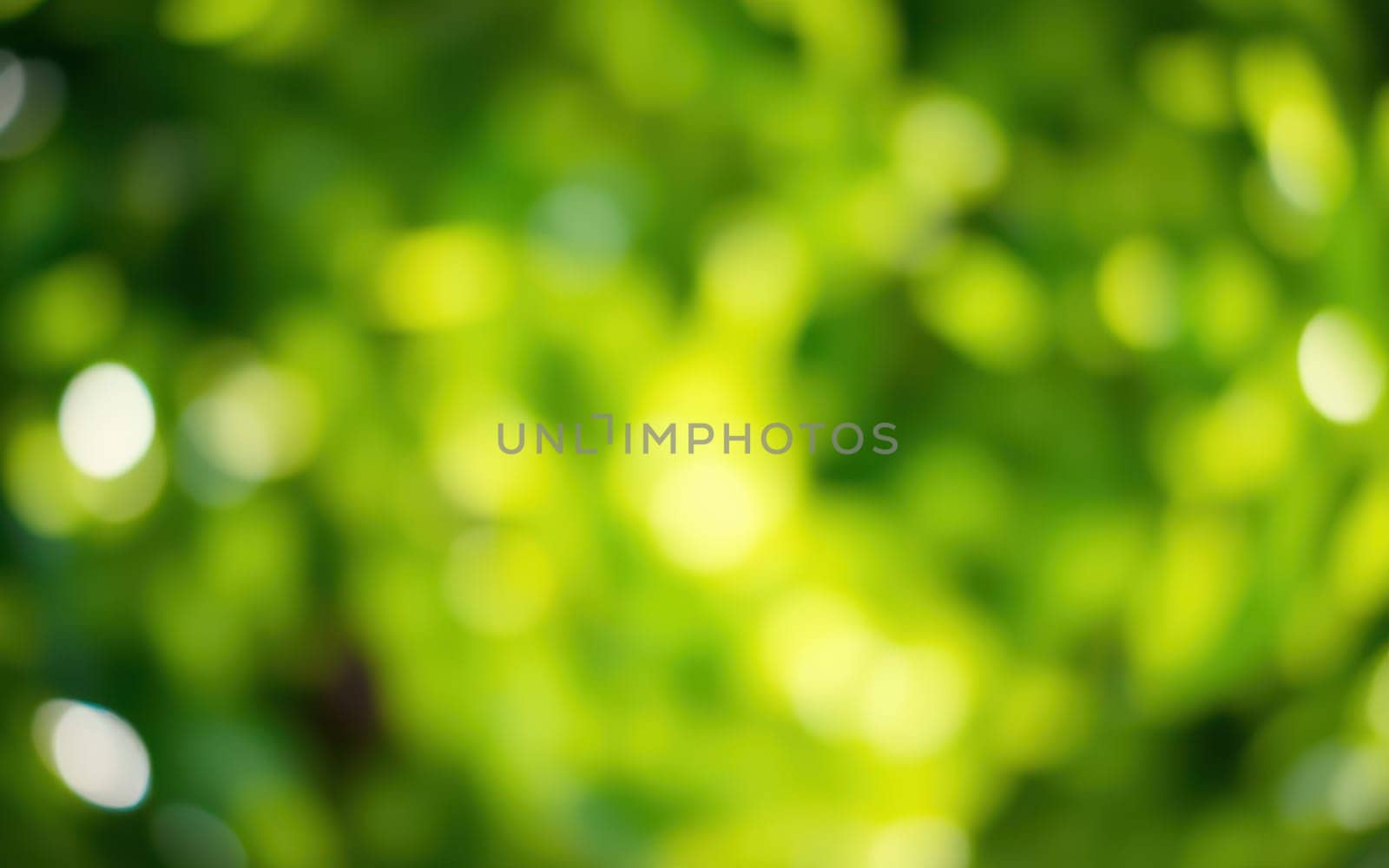Sunlight filters through lush green foliage, casting soft light on the vibrant leaves in a forest. This refreshing scene captures the essence of spring's beauty.
