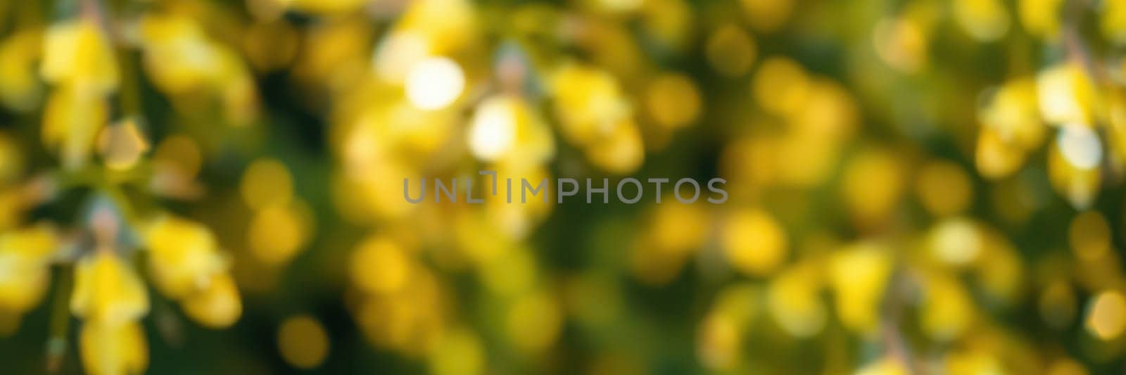 Yellow flowers fill the garden with color, creating a warm and inviting atmosphere. Soft sunlight enhances the beauty of the blossoms, reflecting a joyful spring day.