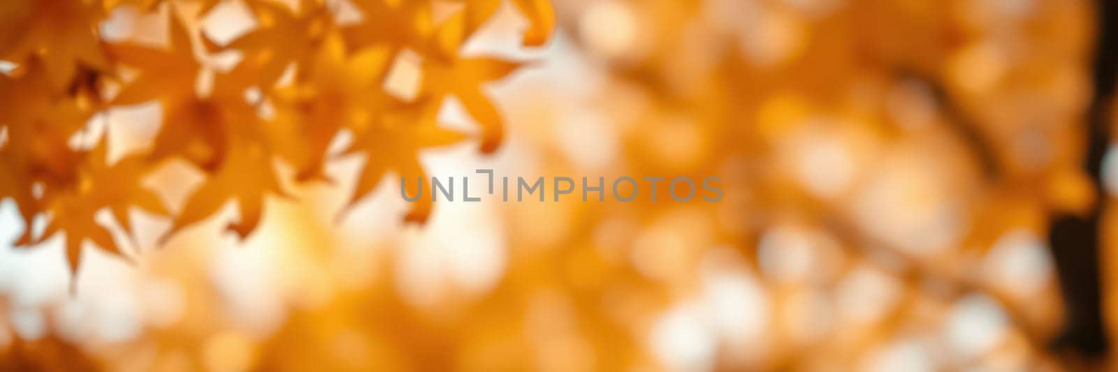 Golden autumn leaves hang from branches, illuminated by the soft glow of the evening sun in a tranquil park. The vibrant colors create a warm and inviting atmosphere.