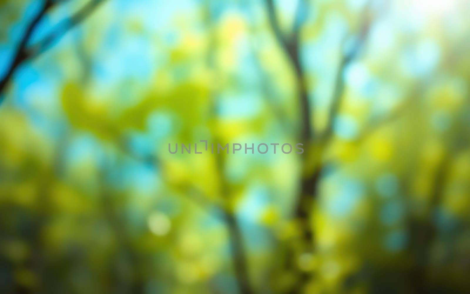 Bright sunlight filters through a lush canopy of green leaves in a serene forest, creating a gentle play of light and color that enhances the tranquil atmosphere.