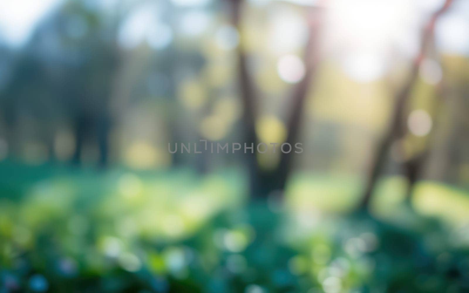 Bright sunlight filters through trees, creating a dreamy atmosphere over a vibrant green landscape. Delicate flowers dot the grassy area, suggesting a tranquil spring day.