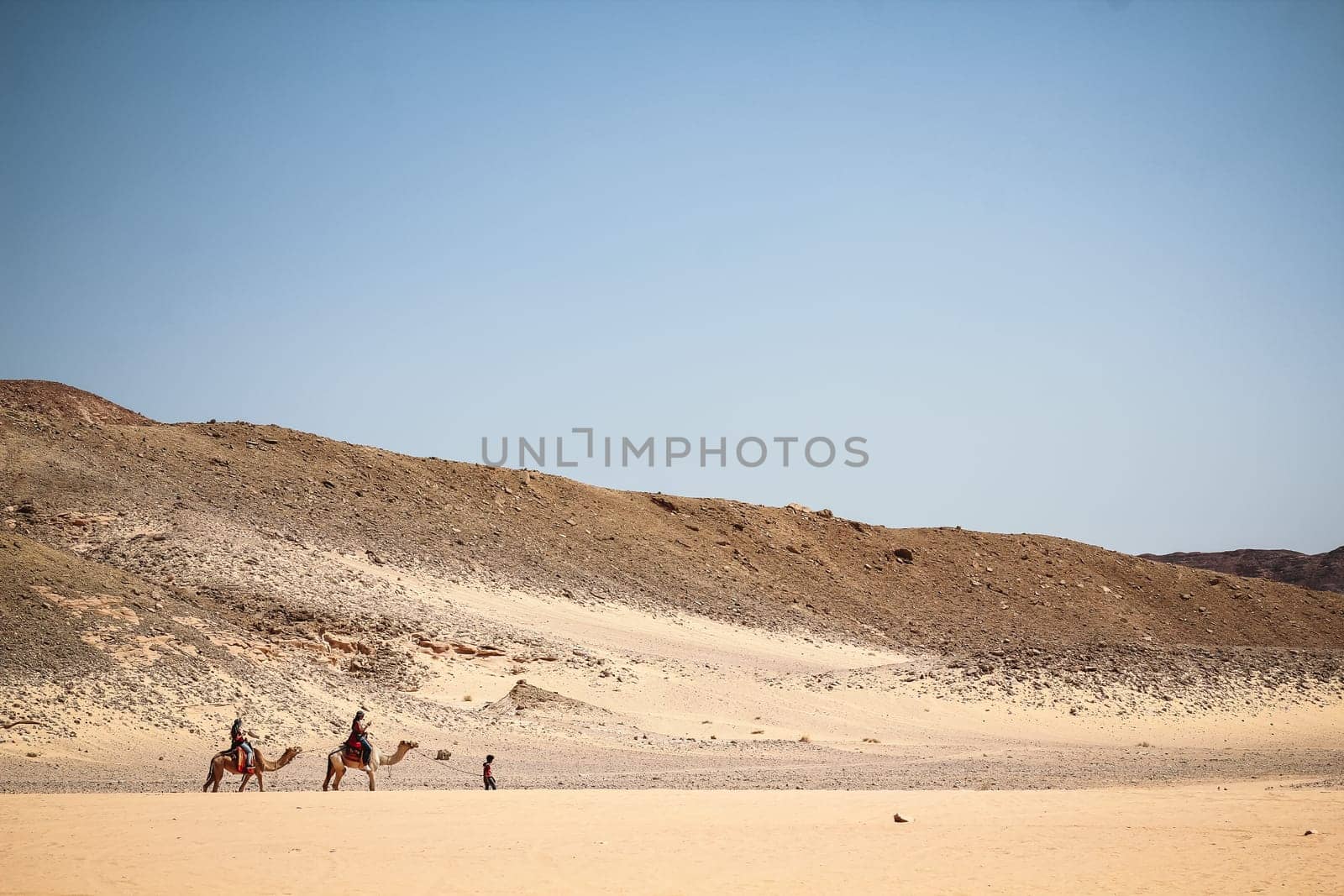 A camel caravan walks through the desert with Arab boys in Dahab Egypt. Blue sky and golden sand