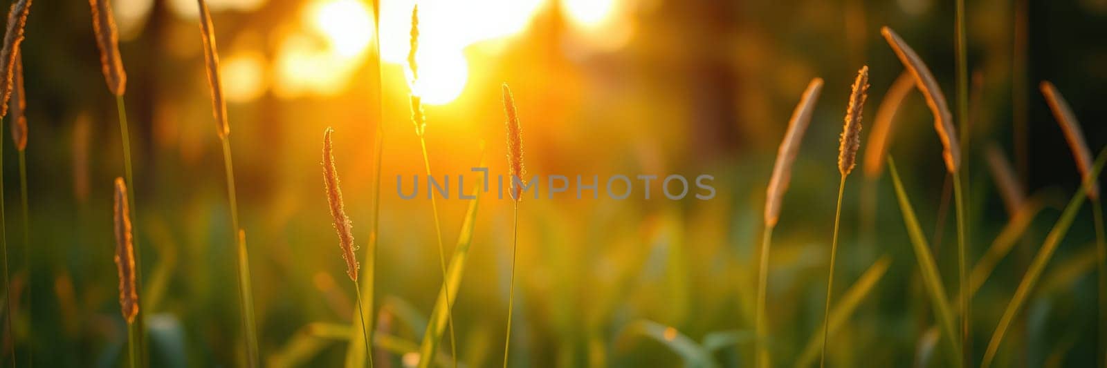 Warm sunlight casts a golden hue over the tall grass in a peaceful field, creating a serene atmosphere as day transitions to night.