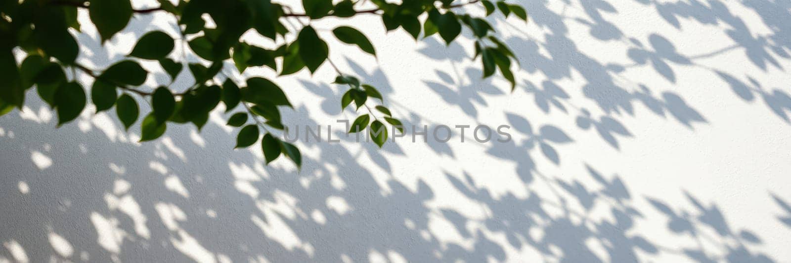 Sunlight filters through leaves, casting intricate shadows on a blank white wall. The contrast highlights the beauty of nature framing the simplicity of the backdrop.
