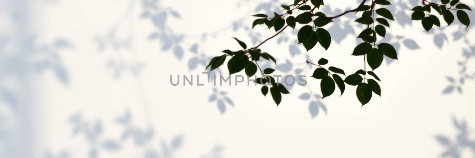 Delicate shadows cast by green leaves create a beautiful pattern on a light surface. The calm ambience evokes a serene and peaceful atmosphere in the afternoon to early evening light.