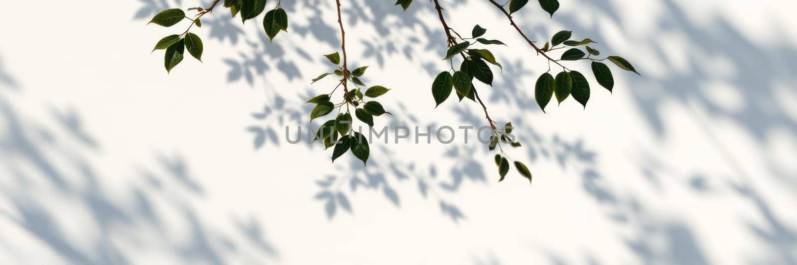 Glistening green leaves cast intricate shadows on a textured white wall as sunlight streams through a peaceful garden, creating a tranquil atmosphere.