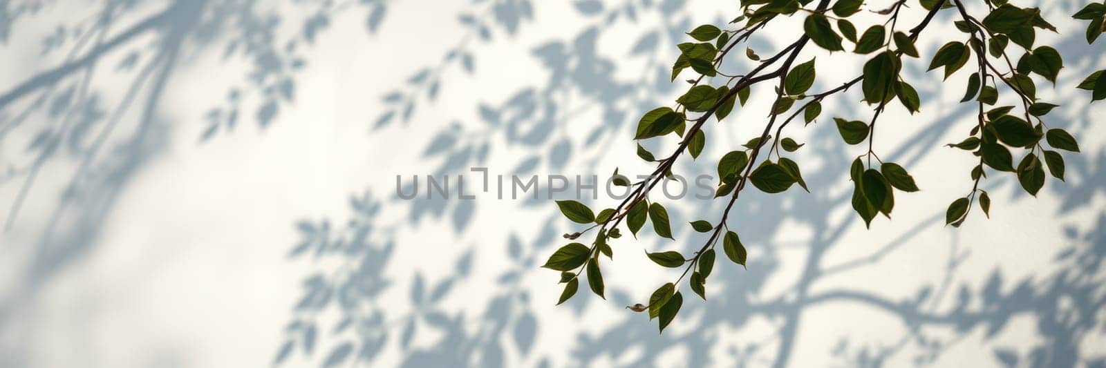 Bright sunlight filters through leaves, casting intricate shadows against a pale backdrop. This serene moment captures the beauty of nature in a calm environment.