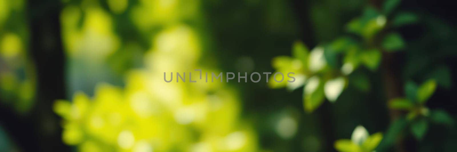Gentle sunlight filters through tree leaves, creating a serene atmosphere in the forest. The vibrant green foliage showcases nature's tranquility and beauty, inviting exploration.