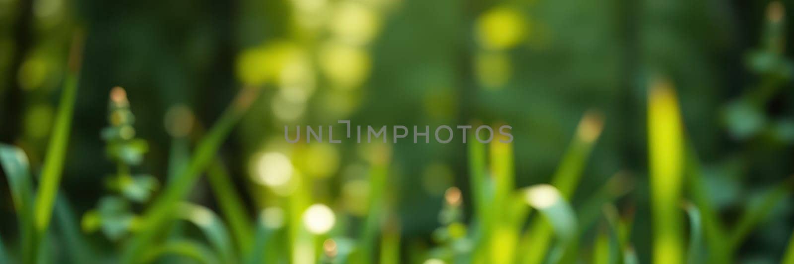 Sunlight gently filters through tall trees, casting a warm glow on vibrant green grass. The peaceful atmosphere invites a sense of calm and connection with nature.