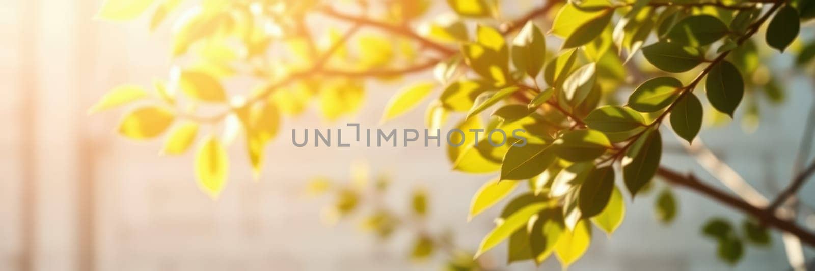 Bright sunlight shines through lush green leaves on a tree, creating a peaceful atmosphere in an outdoor area during the early morning. The scene evokes a sense of tranquility and nature.