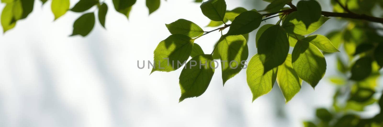 A close-up view of vibrant green leaves illuminated by sunlight. The leaves move gently in a warm breeze, creating a tranquil atmosphere in a natural setting.