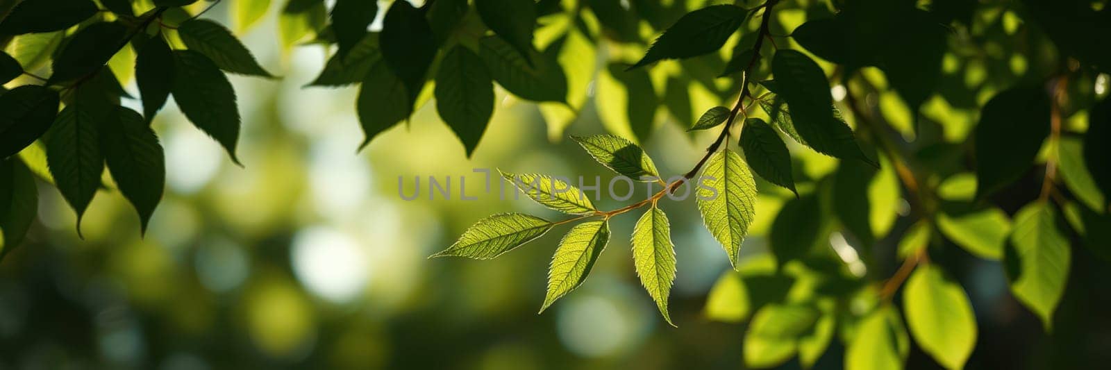 Sunlight softly illuminates vibrant green leaves as they sway gently in the breeze, creating a serene and calming atmosphere in a natural environment.