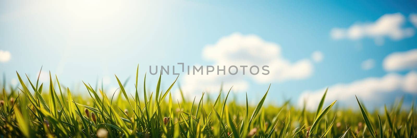 Lush green grass spreads across the ground, basking in the warm sunlight. Fluffy clouds drift above in a bright blue sky, creating a serene outdoor atmosphere.